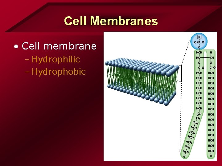 Cell Membranes • Cell membrane – Hydrophilic – Hydrophobic Cell Membranes • Cell membrane – Hydrophilic – Hydrophobic