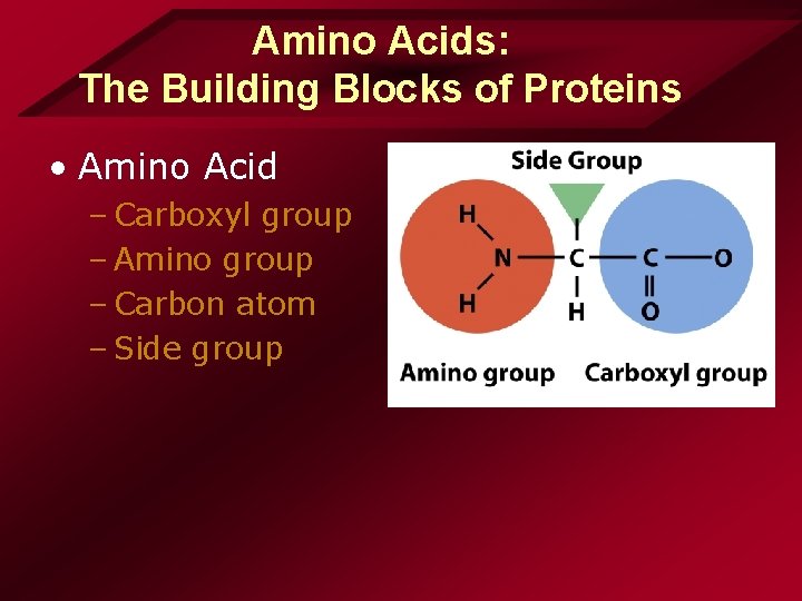 Amino Acids: The Building Blocks of Proteins • Amino Acid – Carboxyl group – Amino Acids: The Building Blocks of Proteins • Amino Acid – Carboxyl group –