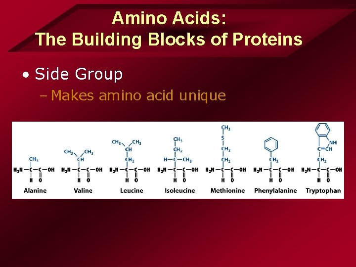 Amino Acids: The Building Blocks of Proteins • Side Group – Makes amino acid Amino Acids: The Building Blocks of Proteins • Side Group – Makes amino acid