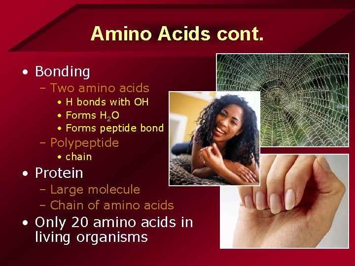 Amino Acids cont. • Bonding – Two amino acids • H bonds with OH Amino Acids cont. • Bonding – Two amino acids • H bonds with OH