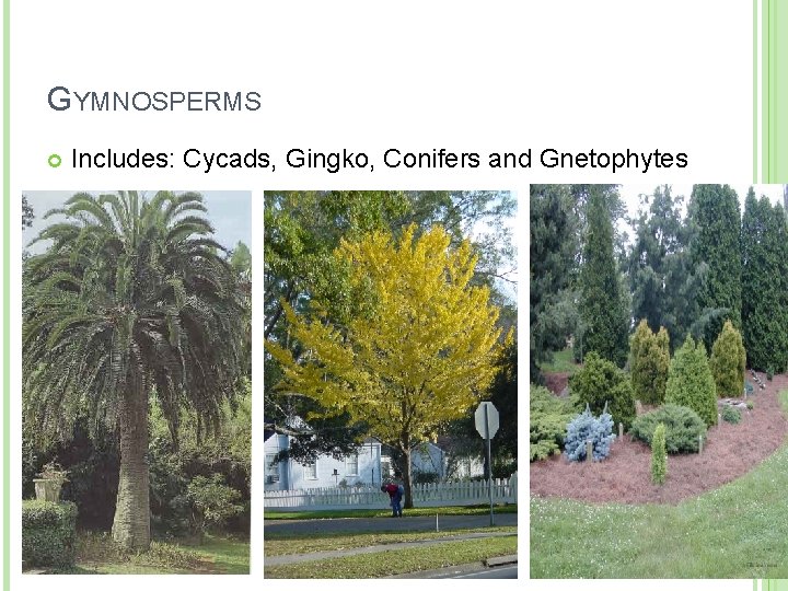 GYMNOSPERMS Includes: Cycads, Gingko, Conifers and Gnetophytes GYMNOSPERMS Includes: Cycads, Gingko, Conifers and Gnetophytes