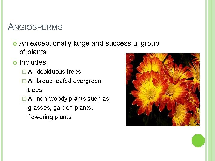 ANGIOSPERMS An exceptionally large and successful group of plants Includes: � All deciduous trees ANGIOSPERMS An exceptionally large and successful group of plants Includes: � All deciduous trees