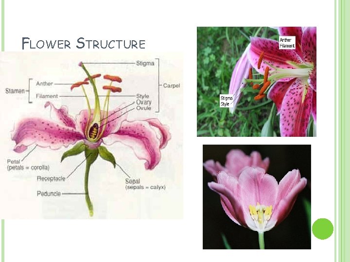 FLOWER STRUCTURE FLOWER STRUCTURE