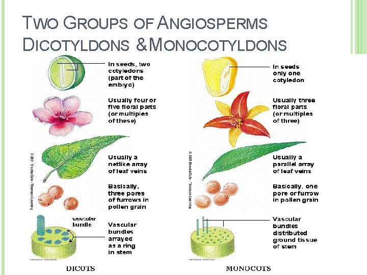 TWO GROUPS OF ANGIOSPERMS DICOTYLDONS & MONOCOTYLDONS TWO GROUPS OF ANGIOSPERMS DICOTYLDONS & MONOCOTYLDONS