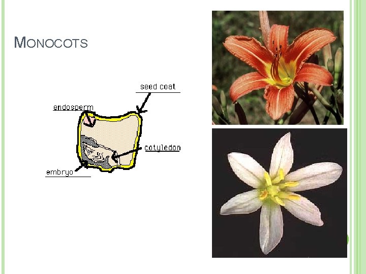 MONOCOTS MONOCOTS