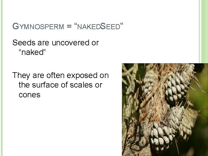 GYMNOSPERM = “NAKEDSEED” Seeds are uncovered or “naked” They are often exposed on the GYMNOSPERM = “NAKEDSEED” Seeds are uncovered or “naked” They are often exposed on the