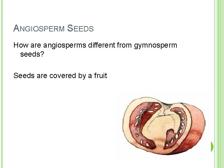 ANGIOSPERM SEEDS How are angiosperms different from gymnosperm seeds? Seeds are covered by a ANGIOSPERM SEEDS How are angiosperms different from gymnosperm seeds? Seeds are covered by a
