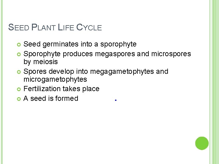 SEED PLANT LIFE CYCLE Seed germinates into a sporophyte Sporophyte produces megaspores and microspores SEED PLANT LIFE CYCLE Seed germinates into a sporophyte Sporophyte produces megaspores and microspores