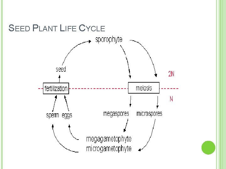 SEED PLANT LIFE CYCLE SEED PLANT LIFE CYCLE