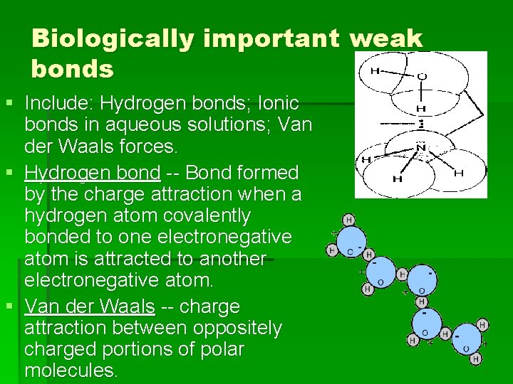 Biologically important weak bonds § Include: Hydrogen bonds; Ionic bonds in aqueous solutions; Van