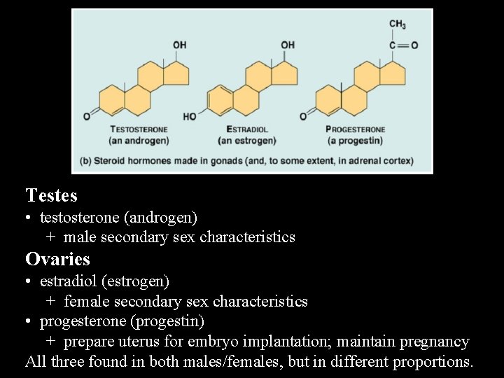 Testes • testosterone (androgen) + male secondary sex characteristics Ovaries • estradiol (estrogen) +