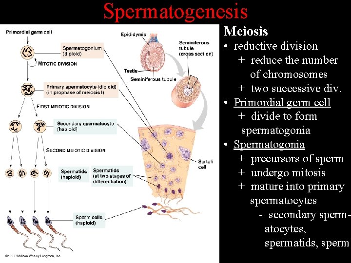 Spermatogenesis Meiosis • reductive division + reduce the number of chromosomes + two successive