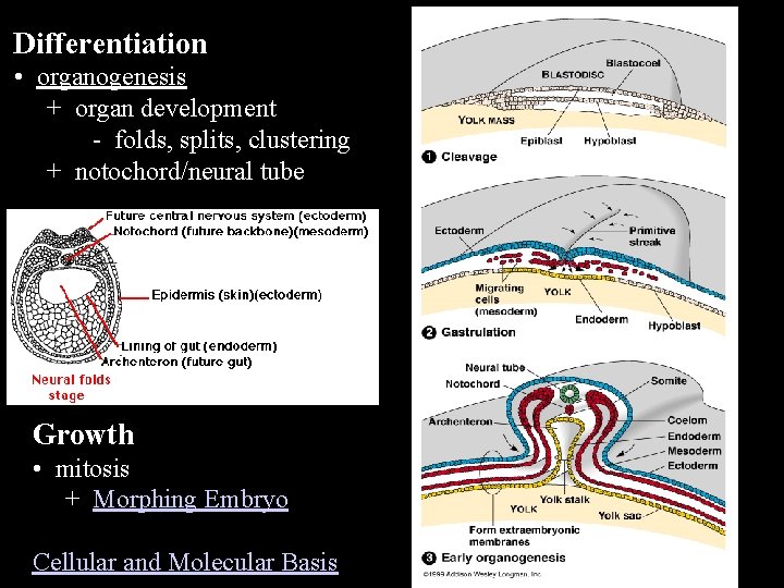 Differentiation • organogenesis + organ development - folds, splits, clustering + notochord/neural tube Growth