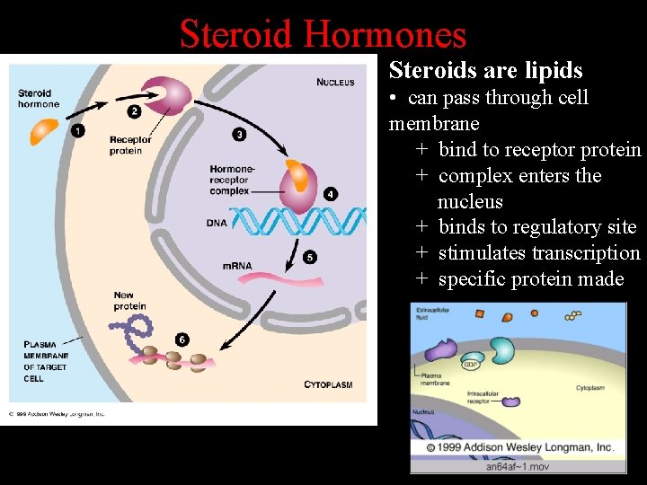 Steroid Hormones Steroids are lipids • can pass through cell membrane + bind to