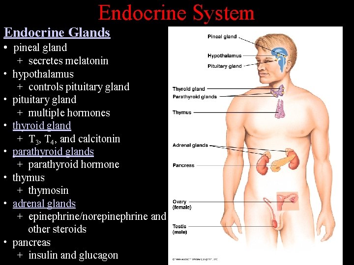 Endocrine System Endocrine Glands • pineal gland • • + secretes melatonin hypothalamus +
