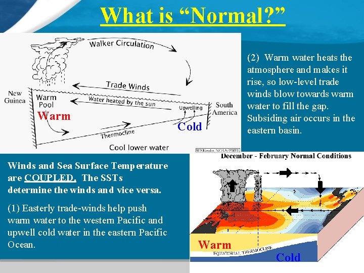 What is “Normal? ” Warm Cold (2) Warm water heats the atmosphere and makes What is “Normal? ” Warm Cold (2) Warm water heats the atmosphere and makes
