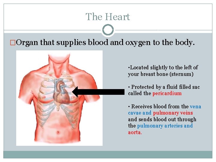 The Heart �Organ that supplies blood and oxygen to the body. • Located slightly