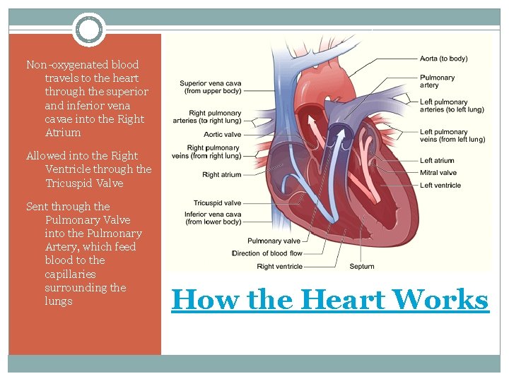 Non-oxygenated blood travels to the heart through the superior and inferior vena cavae into