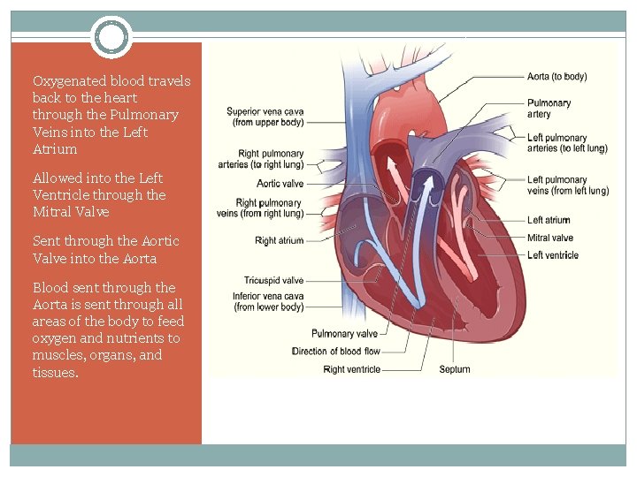 Oxygenated blood travels back to the heart through the Pulmonary Veins into the Left
