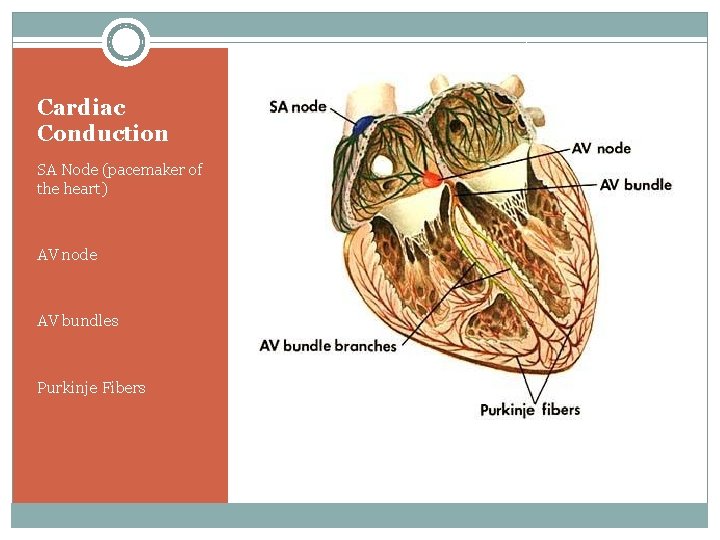 Cardiac Conduction SA Node (pacemaker of the heart) AV node AV bundles Purkinje Fibers