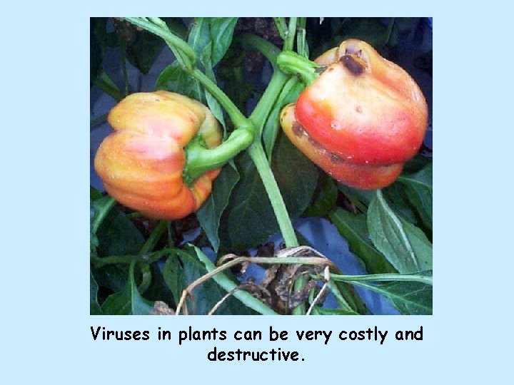 Viruses in plants can be very costly and destructive. 
