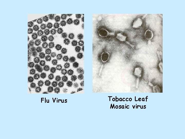 Flu Virus Tobacco Leaf Mosaic virus 