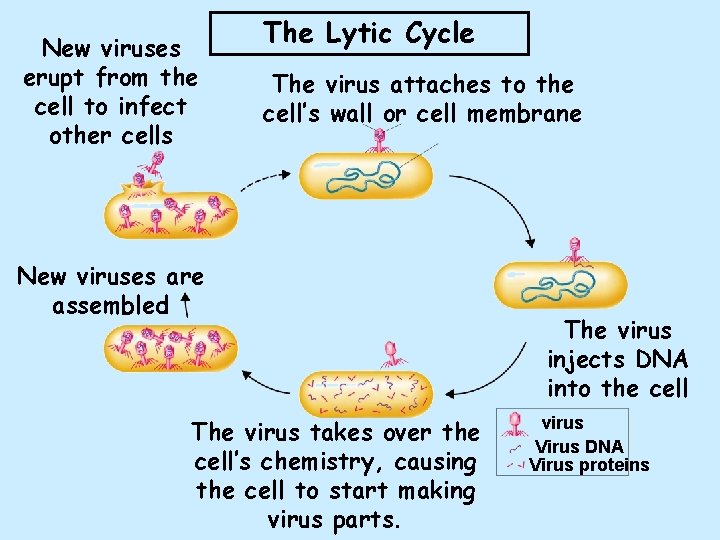 New viruses erupt from the cell to infect other cells The Lytic Cycle The