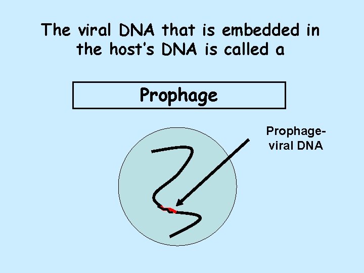 The viral DNA that is embedded in the host’s DNA is called a Prophageviral