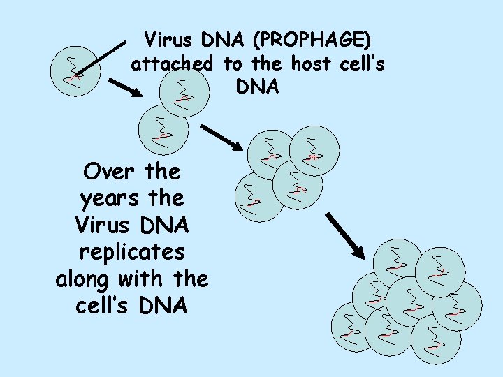 Virus DNA (PROPHAGE) attached to the host cell’s DNA Over the years the Virus
