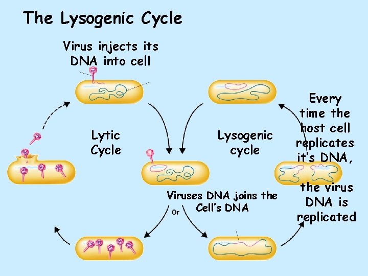 The Lysogenic Cycle Virus injects its DNA into cell Lytic Cycle Lysogenic cycle Viruses