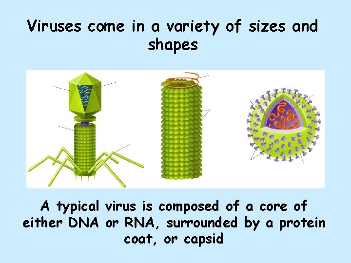 Viruses come in a variety of sizes and shapes A typical virus is composed