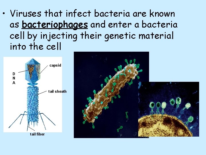  • Viruses that infect bacteria are known as bacteriophages and enter a bacteria