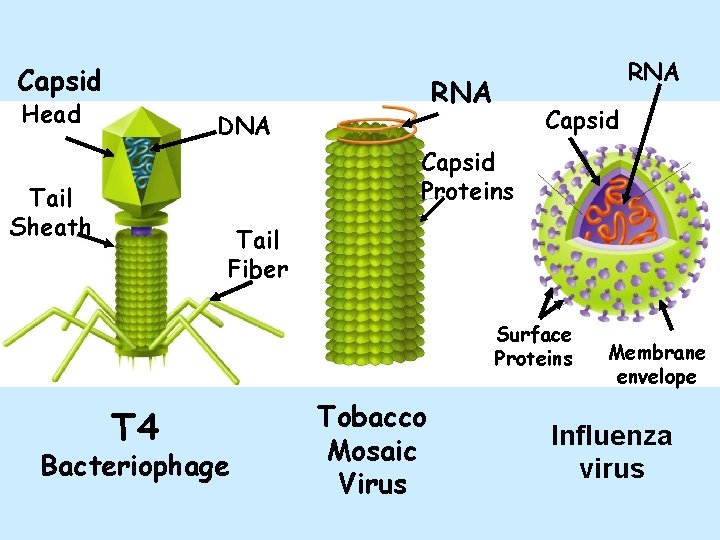 Capsid Head RNA DNA Capsid Proteins Tail Sheath Tail Fiber Surface Proteins T 4