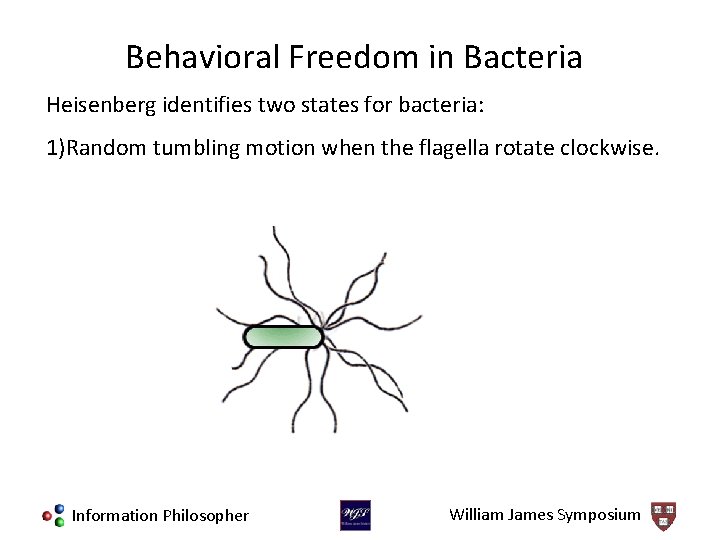 Behavioral Freedom in Bacteria Heisenberg identifies two states for bacteria: 1)Random tumbling motion when