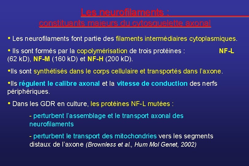 Les neurofilaments : constituants majeurs du cytosquelette axonal • Les neurofilaments font partie des