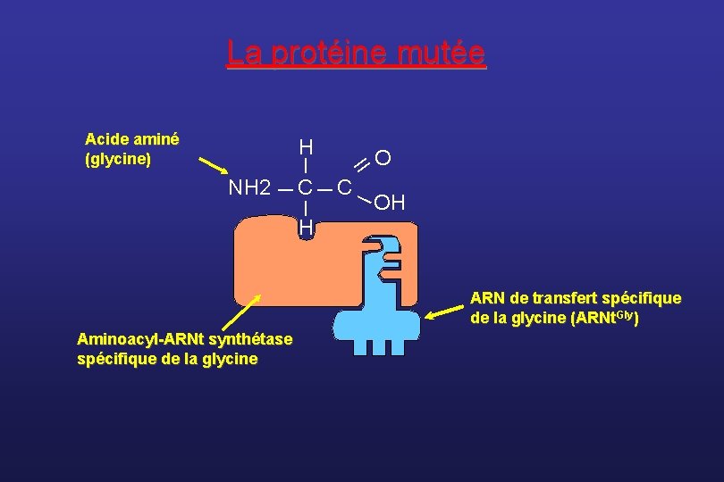La protéine mutée __ H _ Acide aminé (glycine) NH 2 _ C _