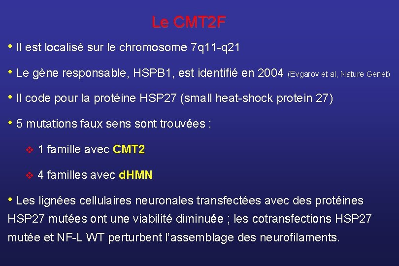 Le CMT 2 F • Il est localisé sur le chromosome 7 q 11