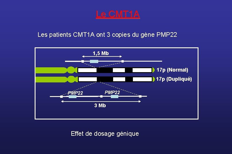 Le CMT 1 A Les patients CMT 1 A ont 3 copies du gène