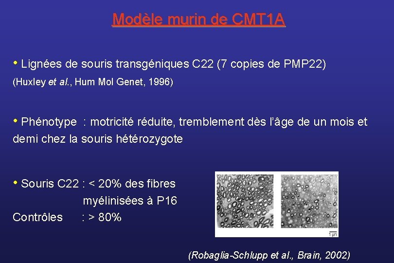 Modèle murin de CMT 1 A • Lignées de souris transgéniques C 22 (7