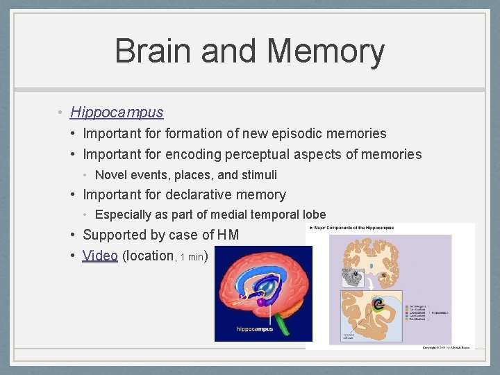 Brain and Memory • Hippocampus • Important formation of new episodic memories • Important