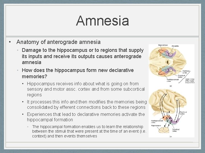 Amnesia • Anatomy of anterograde amnesia • Damage to the hippocampus or to regions