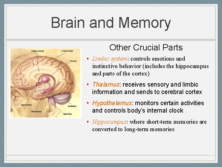 Brain and Memory Other Crucial Parts • Limbic system: controls emotions and instinctive behavior