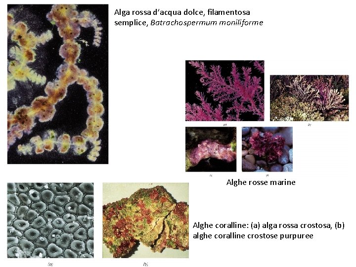 Fitoplancton marino dinoflagellate e diatomee unicellulari e coloniali