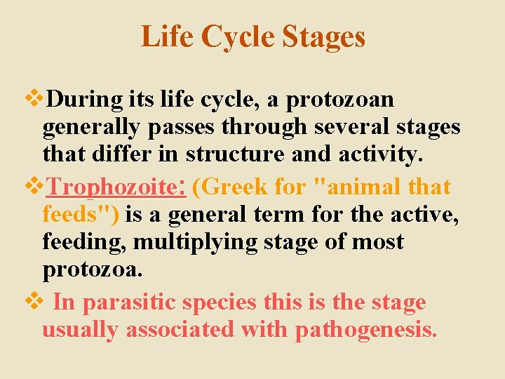 Life Cycle Stages v. During its life cycle, a protozoan generally passes through several