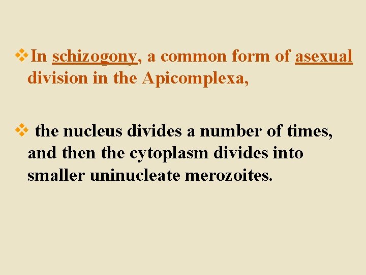 v. In schizogony, a common form of asexual division in the Apicomplexa, v the