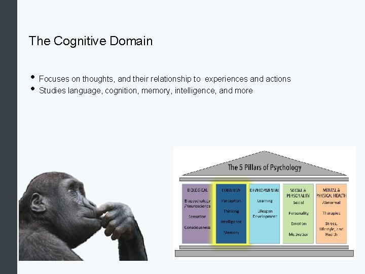 The Cognitive Domain • Focuses on thoughts, and their relationship to experiences and actions