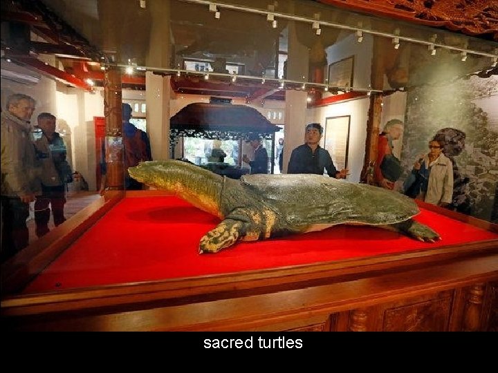 sacred turtles 