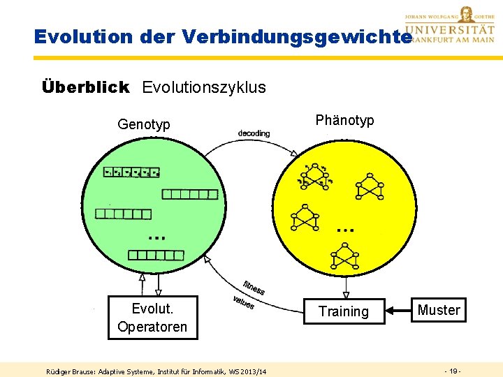 Evolution der Verbindungsgewichte Überblick Evolutionszyklus Genotyp Phänotyp Evolut. Operatoren Training Rüdiger Brause: Adaptive Systeme,