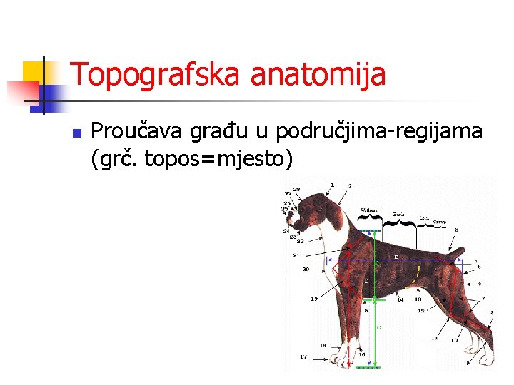Topografska anatomija n Proučava građu u područjima-regijama (grč. topos=mjesto) 