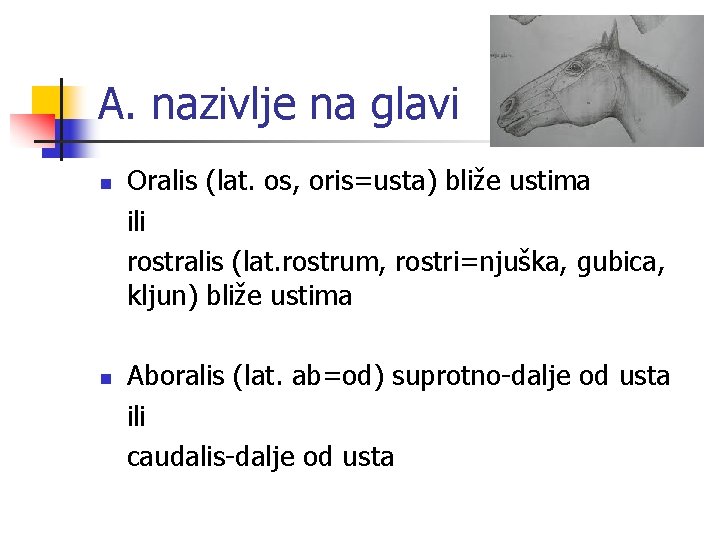 A. nazivlje na glavi n n Oralis (lat. os, oris=usta) bliže ustima ili rostralis